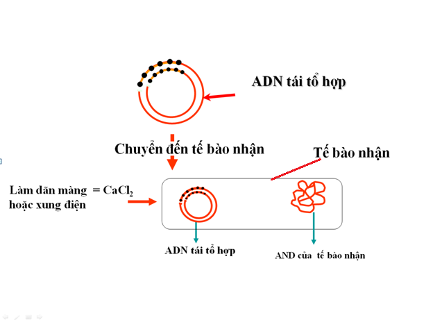 Sơ đồ đưa ADN tái tổ hợp vào tế bào nhận  ​