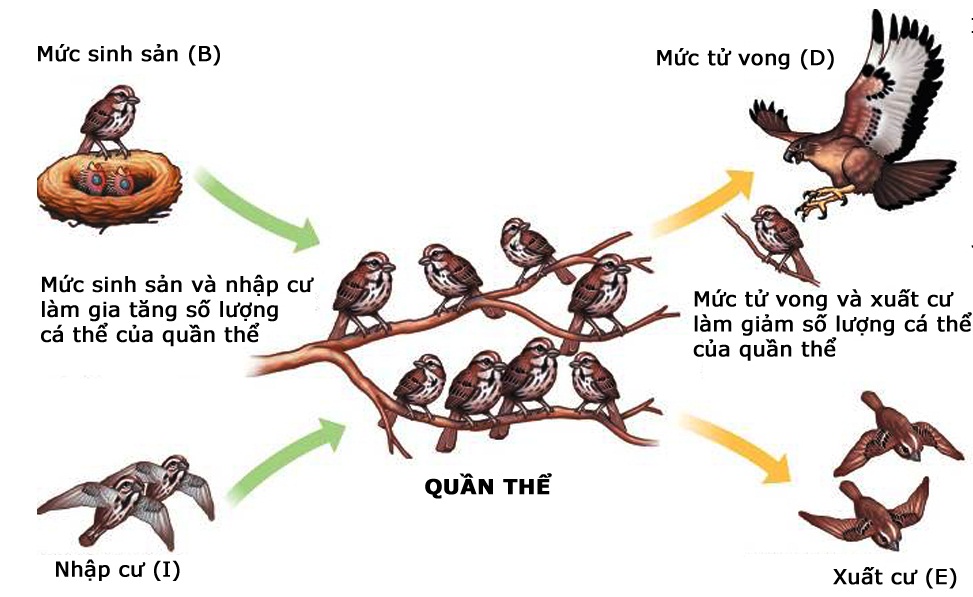 Các nhân tố ảnh hưởng đến kích thước của quần thể sinh vật