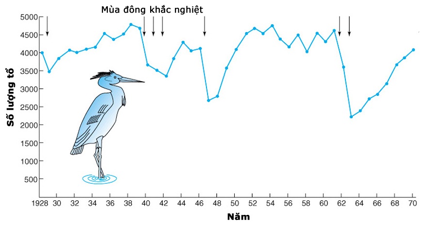 Đồ thị biến động số lượng không theo chu kì của quần thể Diệt xám ở Anh