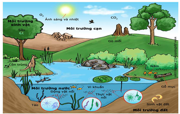 Các loại môi trường sống chủ yếu