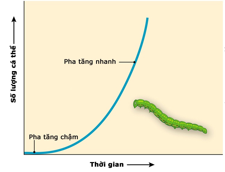 Tăng trưởng kích thước của quần thể sâu trong môi trường lí tưởng