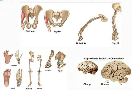 Bằng chứng giải phẩu so sánh