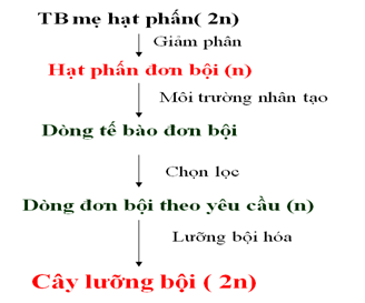 Quy trình tạo giống bằng phương pháp nuôi cấy hạt phấn