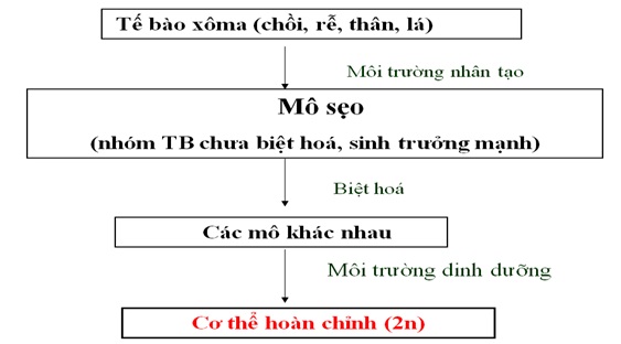 Quy trình tạo giống bằng biện pháp nuôi cấy tế bào thực vật invitro tạo mô sẹo