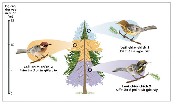 các loài chim chích có ổ sinh thái khác nhau trong cùng một nơi ở