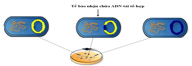 Sơ đồ phân lập dòng tế bào chứa ADN tái tổ hợp