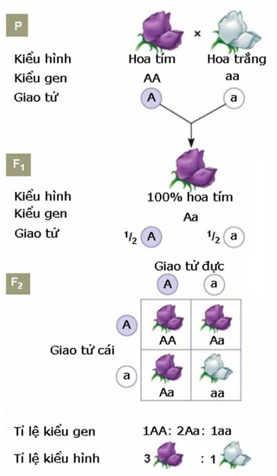 Sơ đồ lai quy luật phân li