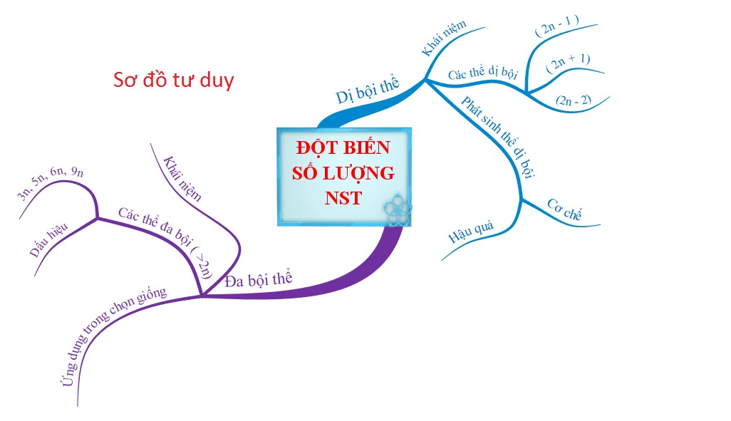 Sơ đồ tư duy về đột biến số lượng NST