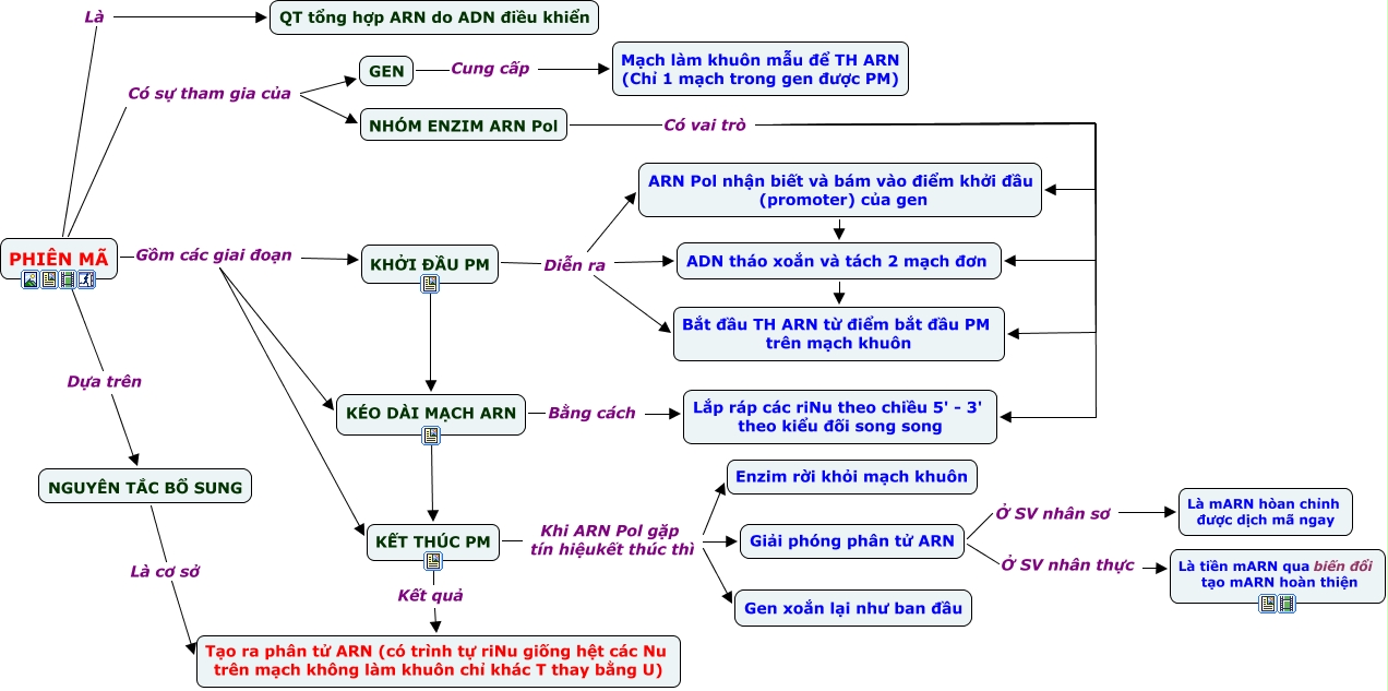 Sơ đồ tư duy - quá trình phiên mã