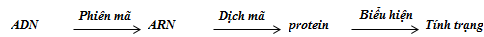 Sơ đồ mối quan hệ ADN (gen) – tính trạng