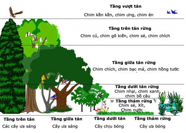  Sự phân tầng của quần xã theo chiều thẳng đứng