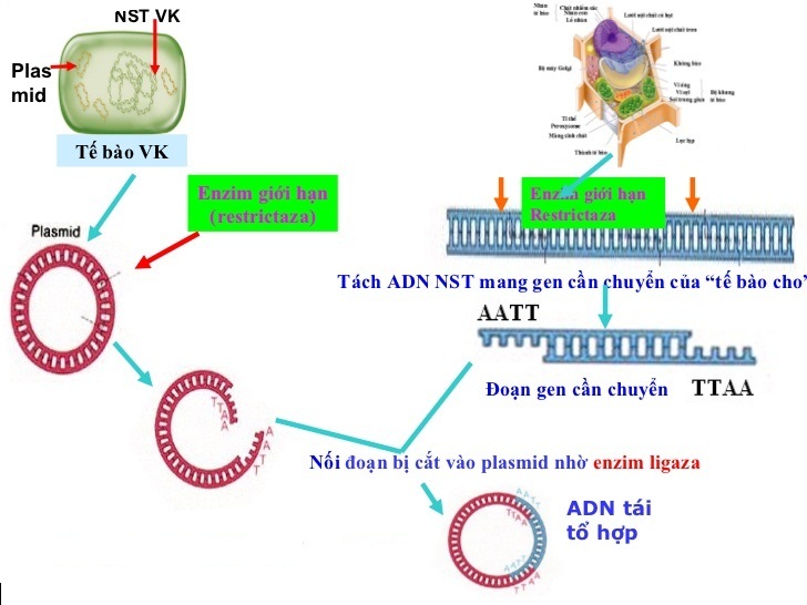 Sơ đồ tạo ADN tái tổ hợp