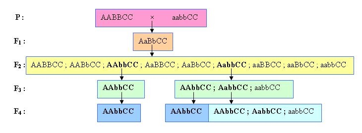 Sơ đồ lai minh hoạ quá trình chọn lọc các tổ hợp gen mong muốn