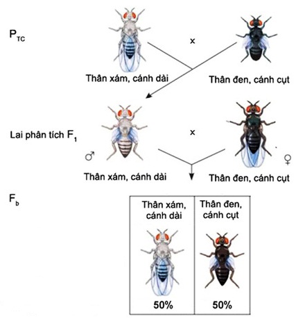 Thí nghiệm lai phân tích ruồi giấm đực F1