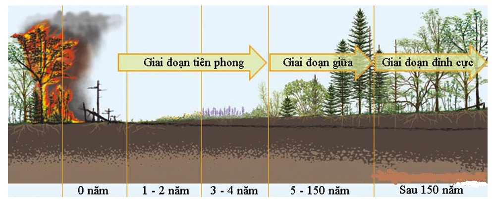 Diễn thế thứ sinh