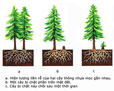 Hỗ trợ cùng loài ở thực vật