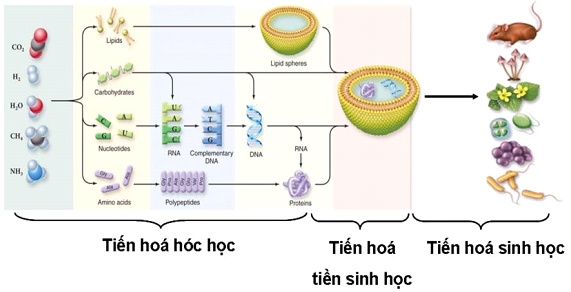 Quá trình tiến hóa