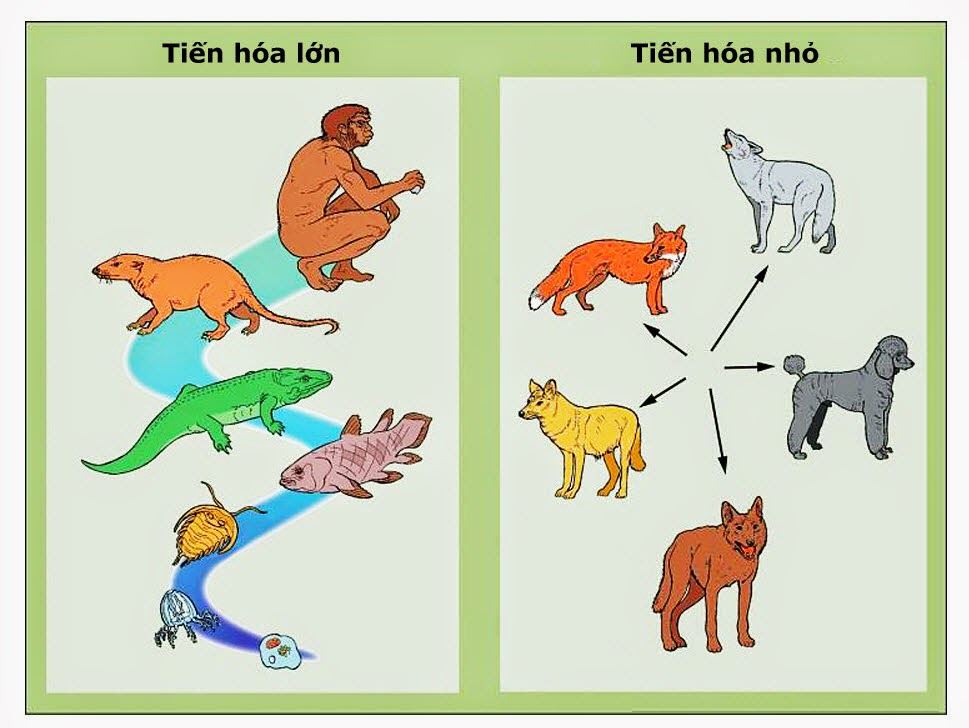 Tiến hoá nhỏ - tiến hoá lớn