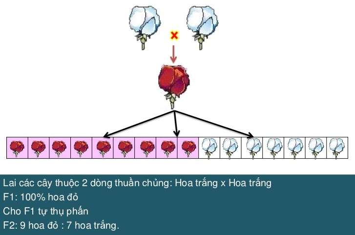 Thí nghiệm tương tác bổ sung