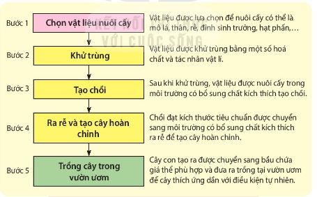 Các bước cơ bản trong quy trình nhân giống in vitro