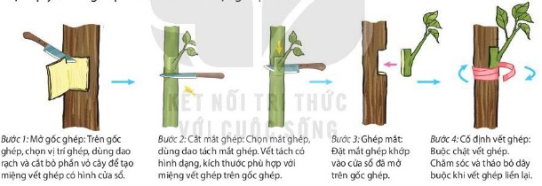 Các bước thực hành ghép mắt theo kĩ thuật ghép cửa sổ