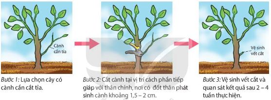 Các bước trong quy trình thực hành tỉa cành