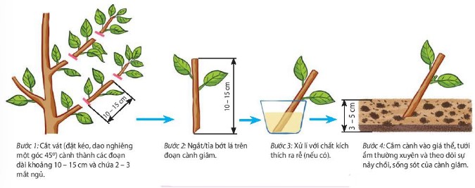 Các bước trong quy trình giâm cành