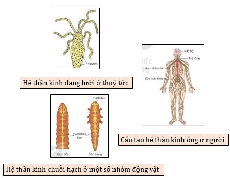 Các dạng thần kinh cảm ứng ở động vật