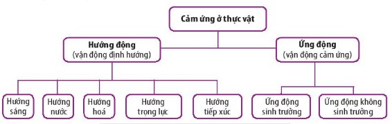 Các hình thức cảm ứng ở thực vật