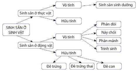 Sơ đồ thể hiện các hình thức sinh sản ở sinh vật