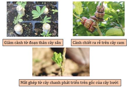 Các phương pháp nhân giống vô tính ứng dụng trong thực tiễn