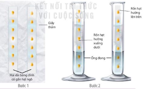 Cách bố trí thí nghiệm chứng minh tính hướng nước và hướng trọng lực