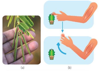 Cảm ứng thực hiện ở cây trinh nữ (a) và ở người (b)