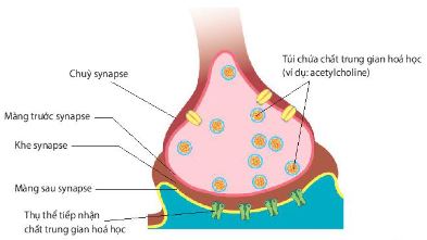 Sơ đồ cấu tạo của synapse hoá học