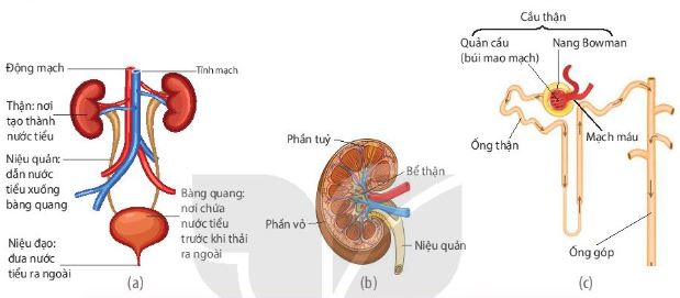 Cấu tạo hệ tiết niệu