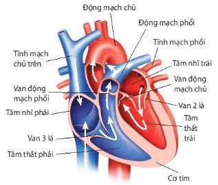 Cấu tạo tìm người và Thú