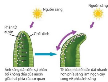 Cơ chế hướng sáng dưới tác dụng của auxin