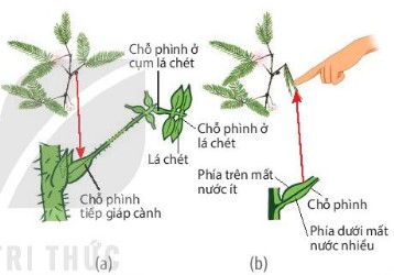 Cây trinh nữ lúc bình thường và cây trinh nữ cụp lá khi bị kích thích cơ học (va chạm