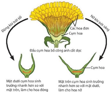 Hoa nở do cảm ứng với ánh sáng ở cây bồ công anh