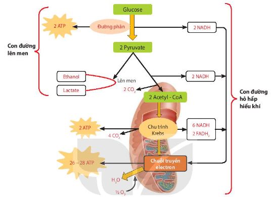 Sơ đồ con đường hồ hấp hiếu khí và lên men ở thực vật
