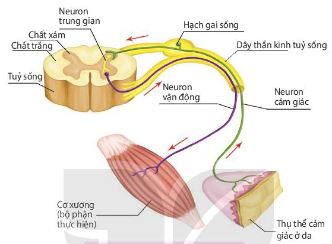 Cung phản xạ tủy