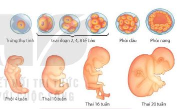 Giai đoạn phôi thai ở người