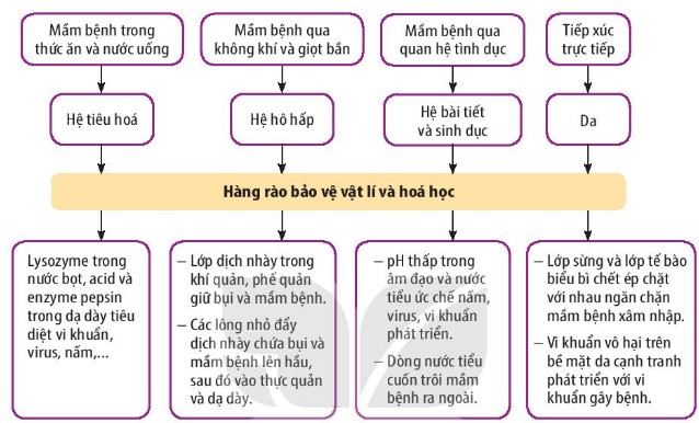 Hàng rào bảo vệ vật lí và hóa học