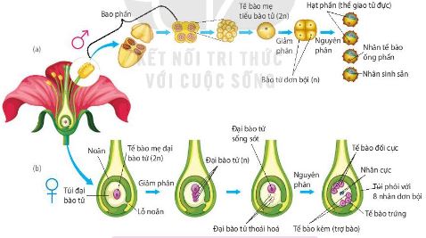 Hình thành hạt phấn (a) và túi phôi (b)