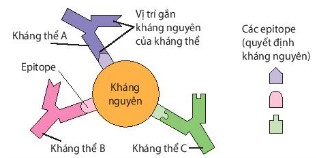 Kháng nguyên và các quyết định kháng nguyên