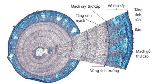 Mặt cắt ngang thân cây gỗ thể hiện cấu tạo của thân