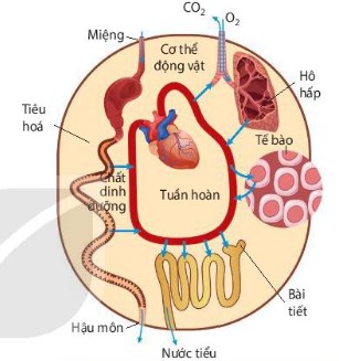 Mối quan hệ giữa các quá trình sinh lí trong cơ thể động vật