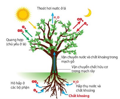 Mối quan hệ giữa các quá trình sinh lí trong cơ thể thực vật