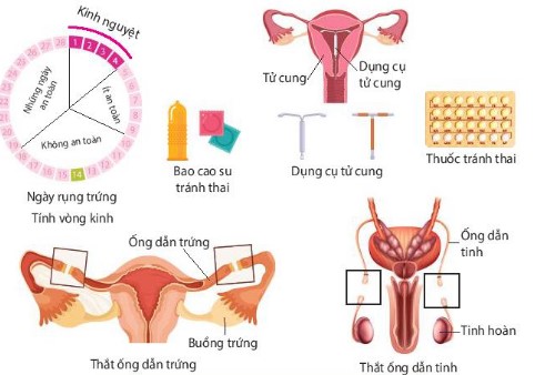 Một số biện pháp tránh thai ở người