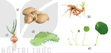 Một số kiểu sinh sản sinh dưỡng trong tự nhiên. Sinh sản bằng thân củ ở khoai tây (a), thân rẽ ở gừng (b), thân hành ở hành(c), lá ở cây thuốc bỏng (d), thân bò ở cây rau má (e)